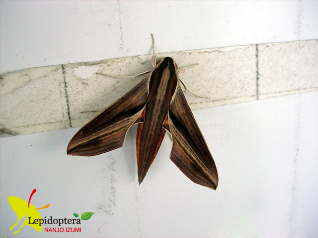 按此在新視窗瀏覽圖片