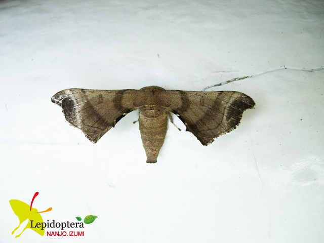 按此在新視窗瀏覽圖片