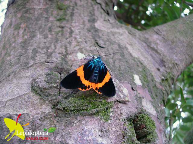 按此在新視窗瀏覽圖片