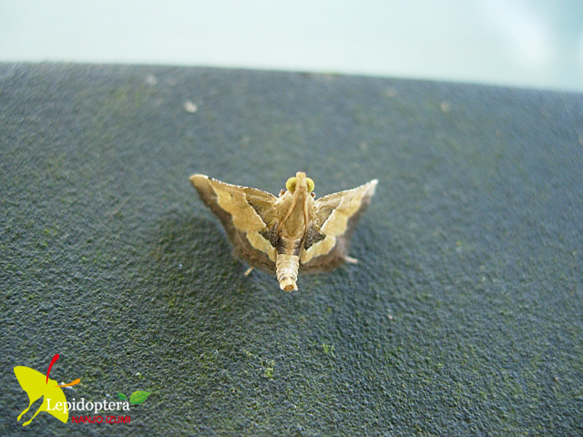 按此在新視窗瀏覽圖片