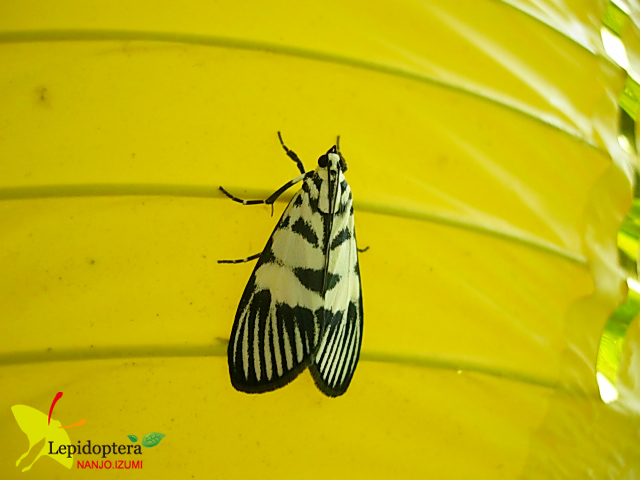 按此在新視窗瀏覽圖片