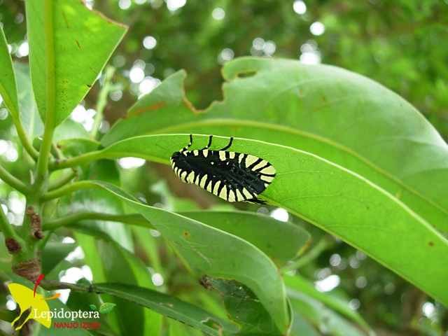 按此在新視窗瀏覽圖片