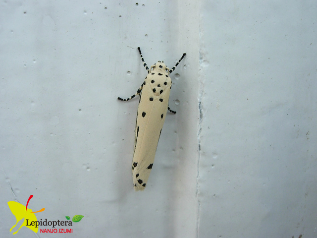 按此在新視窗瀏覽圖片