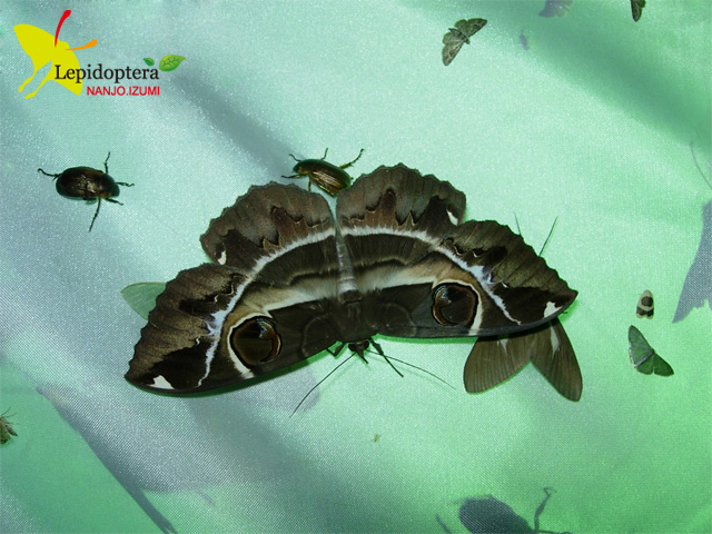 按此在新視窗瀏覽圖片