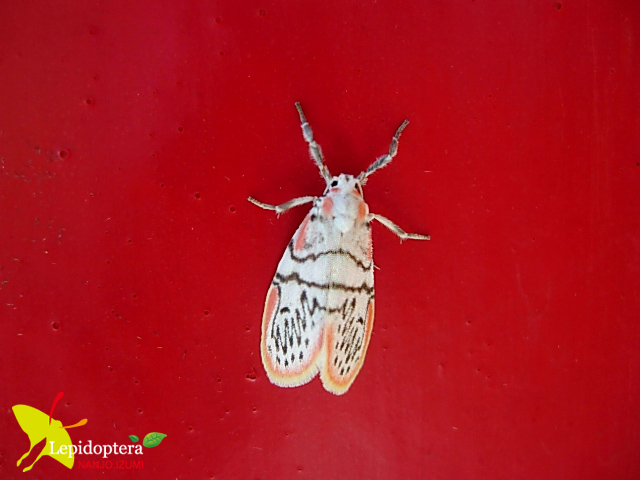 按此在新視窗瀏覽圖片