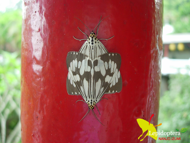 «ö¦¹¦b·sµøµ¡ÂsÄý¹Ï¤ù