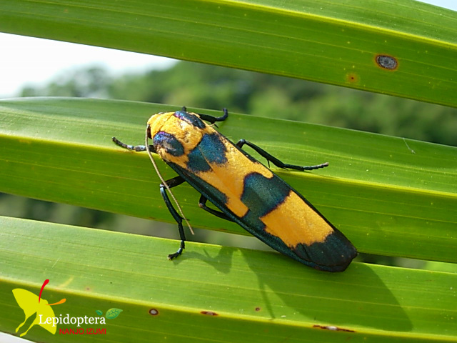 «ö¦¹¦b·sµøµ¡ÂsÄý¹Ï¤ù