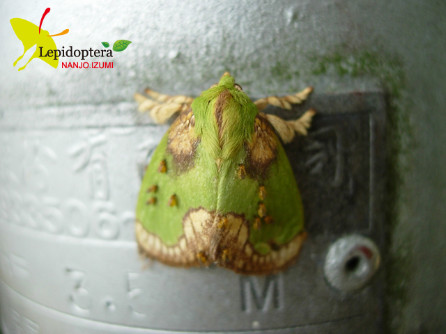 «ö¦¹¦b·sµøµ¡ÂsÄý¹Ï¤ù