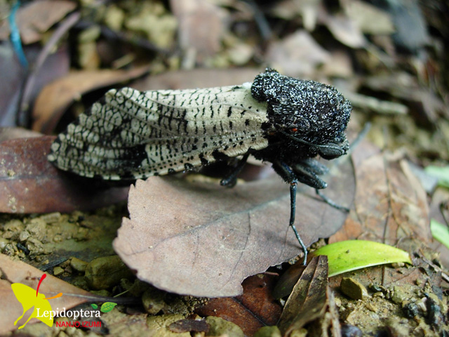 «ö¦¹¦b·sµøµ¡ÂsÄý¹Ï¤ù