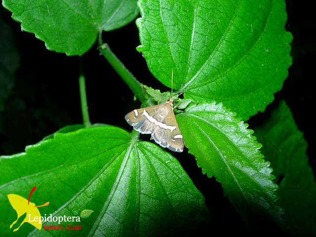 «ö¦¹¦b·sµøµ¡ÂsÄý¹Ï¤ù