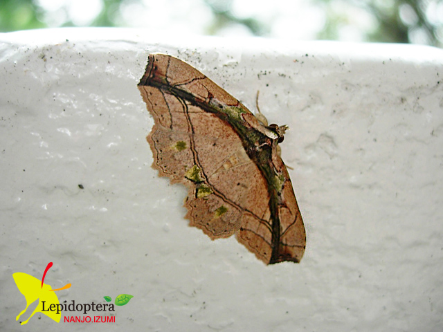 «ö¦¹¦b·sµøµ¡ÂsÄý¹Ï¤ù