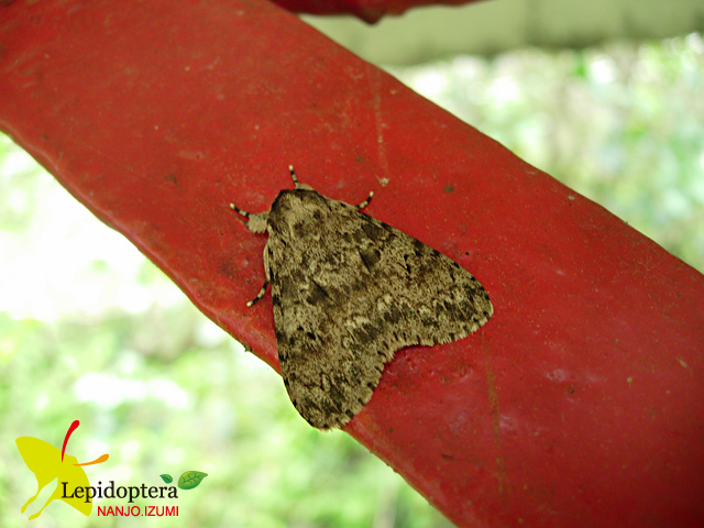 «ö¦¹¦b·sµøµ¡ÂsÄý¹Ï¤ù