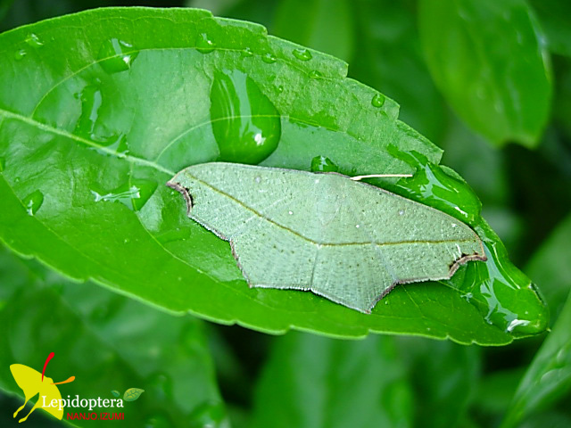 «ö¦¹¦b·sµøµ¡ÂsÄý¹Ï¤ù