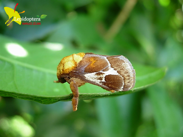 «ö¦¹¦b·sµøµ¡ÂsÄý¹Ï¤ù