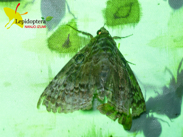 «ö¦¹¦b·sµøµ¡ÂsÄý¹Ï¤ù