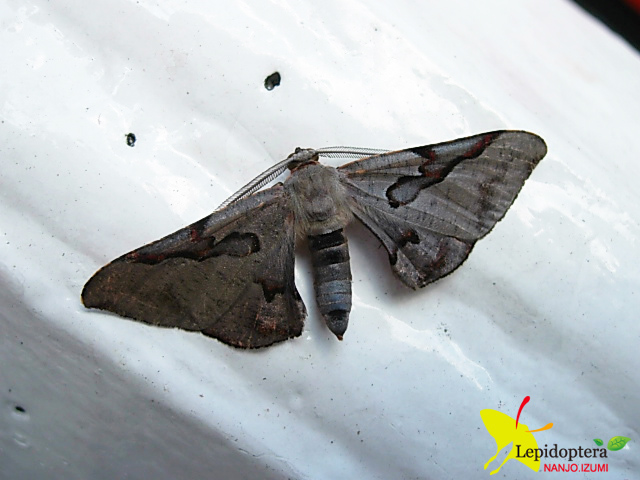 «ö¦¹¦b·sµøµ¡ÂsÄý¹Ï¤ù