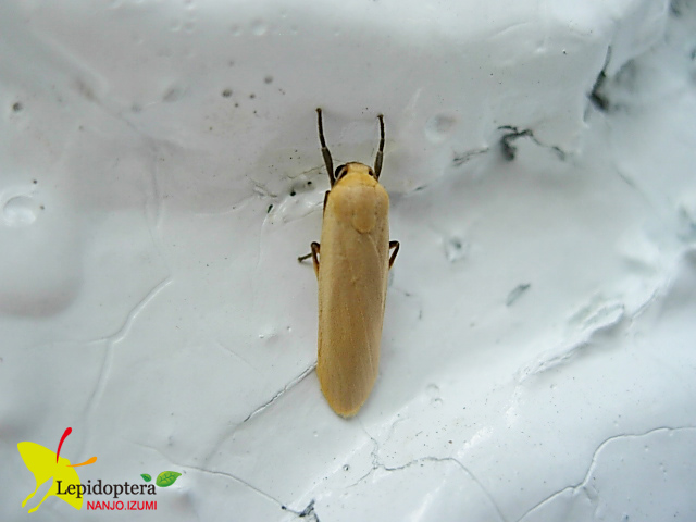 «ö¦¹¦b·sµøµ¡ÂsÄý¹Ï¤ù