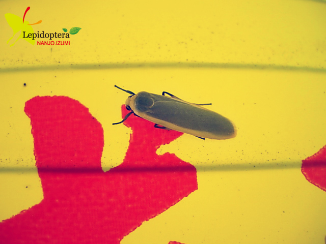 «ö¦¹¦b·sµøµ¡ÂsÄý¹Ï¤ù