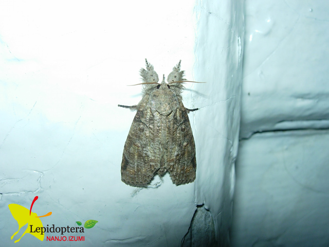 «ö¦¹¦b·sµøµ¡ÂsÄý¹Ï¤ù