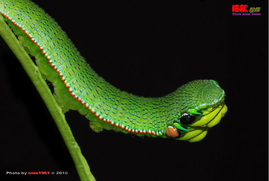 按此在新視窗瀏覽圖片