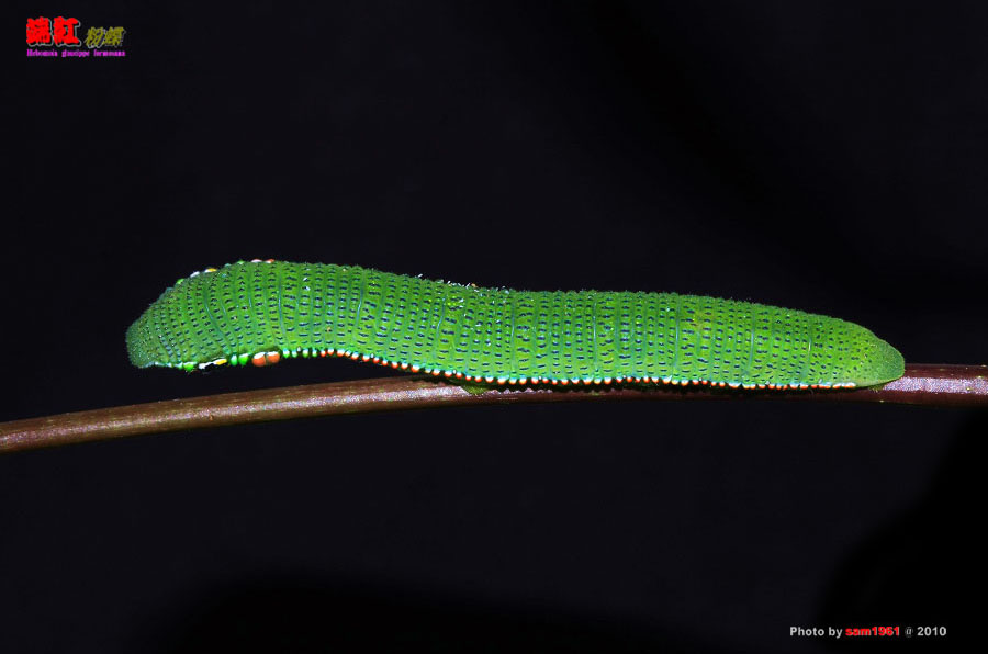 按此在新視窗瀏覽圖片