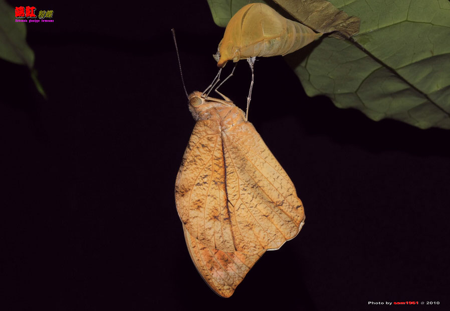 按此在新視窗瀏覽圖片