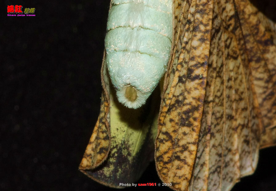 按此在新視窗瀏覽圖片