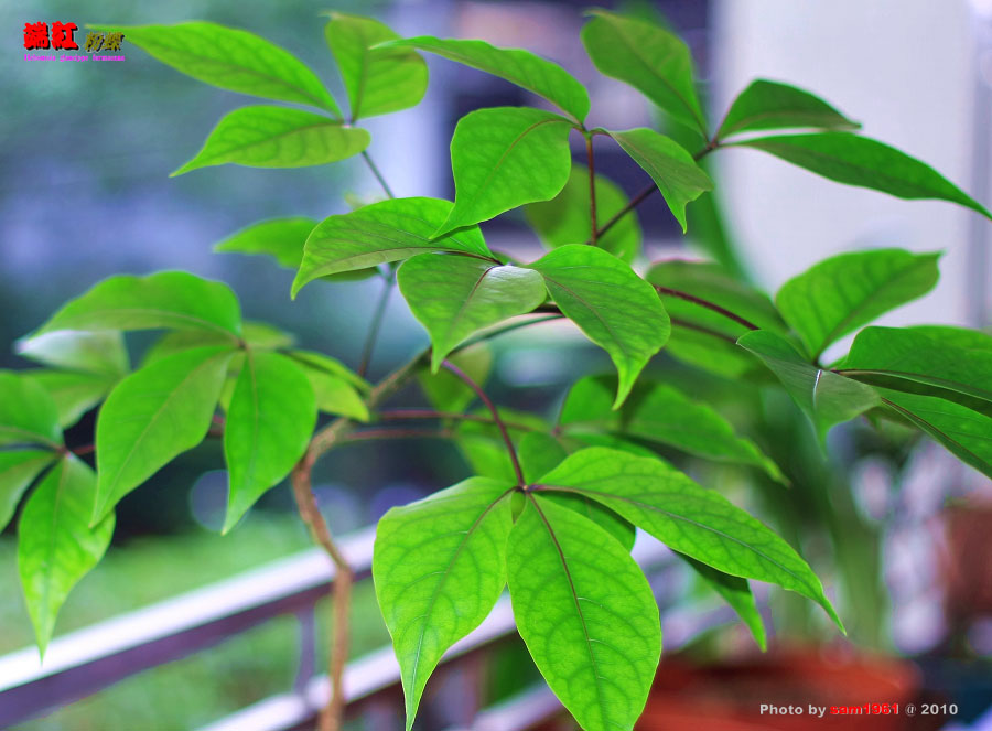 按此在新視窗瀏覽圖片