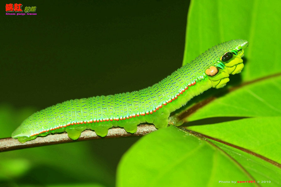 按此在新視窗瀏覽圖片