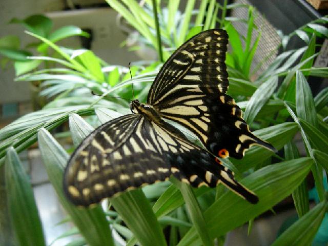 按此在新視窗瀏覽圖片