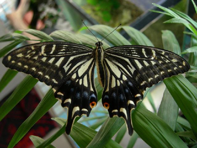 按此在新視窗瀏覽圖片