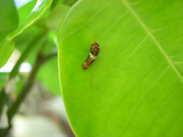 按此在新視窗瀏覽圖片