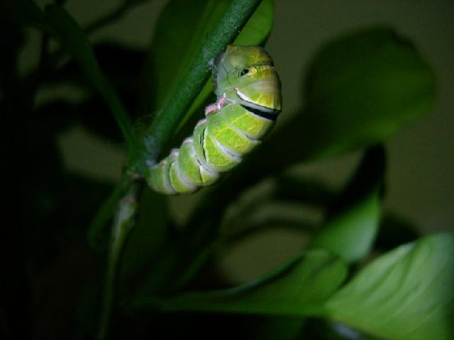 «ö¦¹¦b·sµøµ¡ÂsÄý¹Ï¤ù