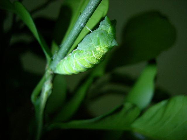 «ö¦¹¦b·sµøµ¡ÂsÄý¹Ï¤ù