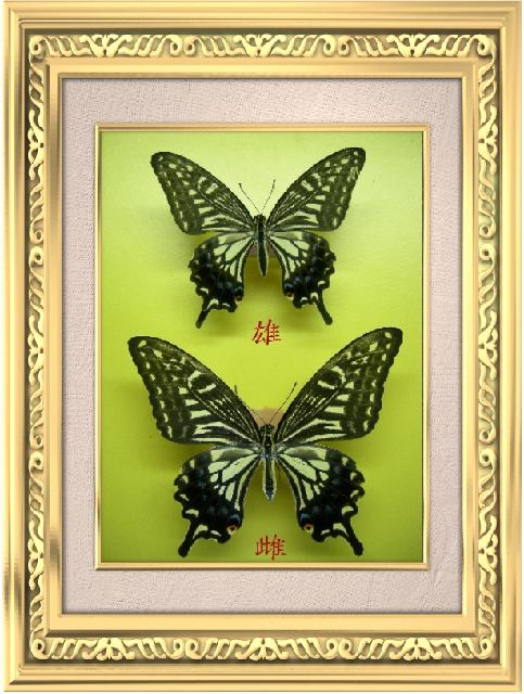 «ö¦¹¦b·sµøµ¡ÂsÄý¹Ï¤ù