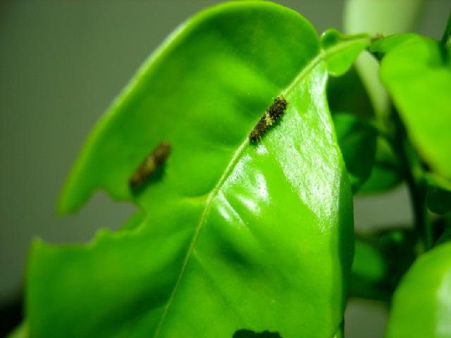 «ö¦¹¦b·sµøµ¡ÂsÄý¹Ï¤ù