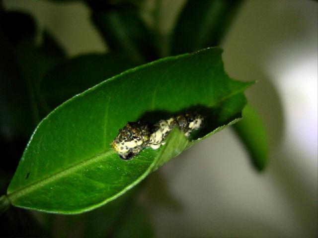 «ö¦¹¦b·sµøµ¡ÂsÄý¹Ï¤ù