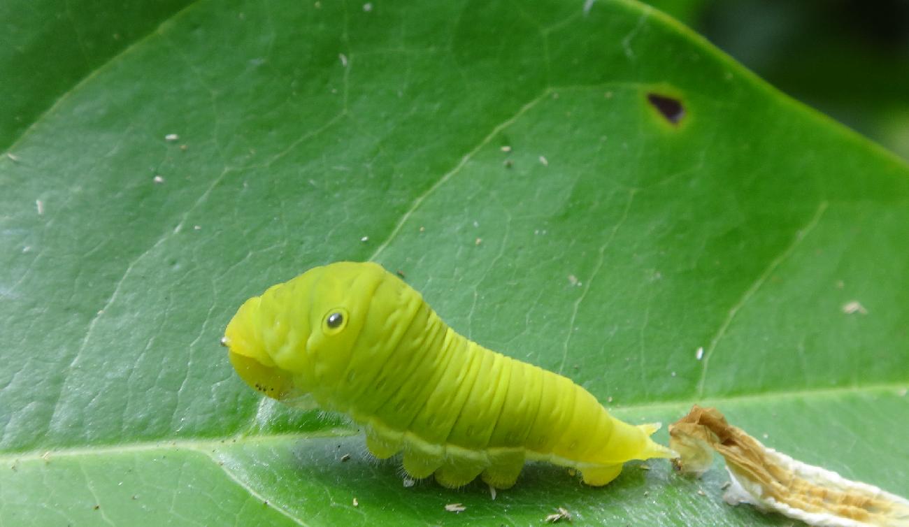 «ö¦¹¦b·sµøµ¡ÂsÄý¹Ï¤ù