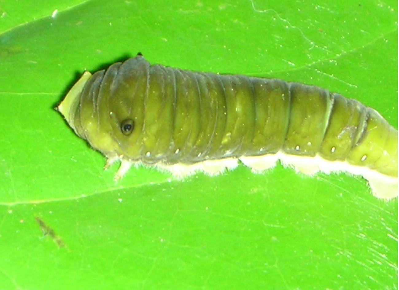 «ö¦¹¦b·sµøµ¡ÂsÄý¹Ï¤ù