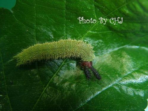 按此在新視窗瀏覽圖片