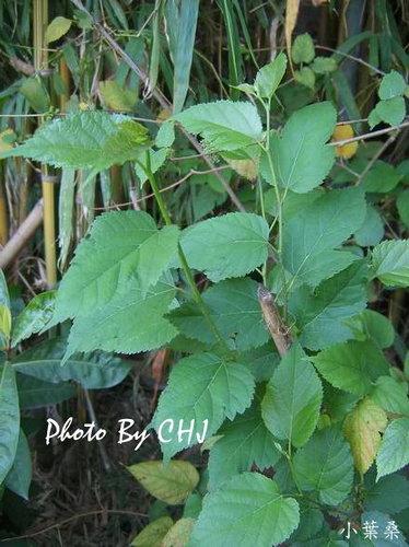 按此在新視窗瀏覽圖片