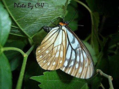 按此在新視窗瀏覽圖片