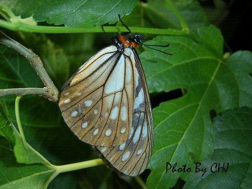 按此在新視窗瀏覽圖片