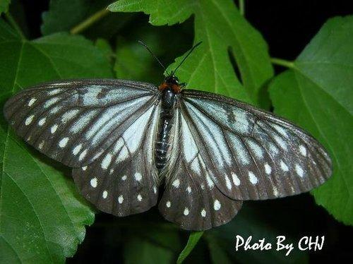 按此在新視窗瀏覽圖片