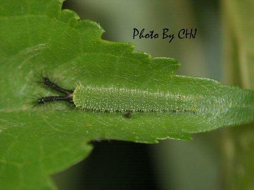 按此在新視窗瀏覽圖片