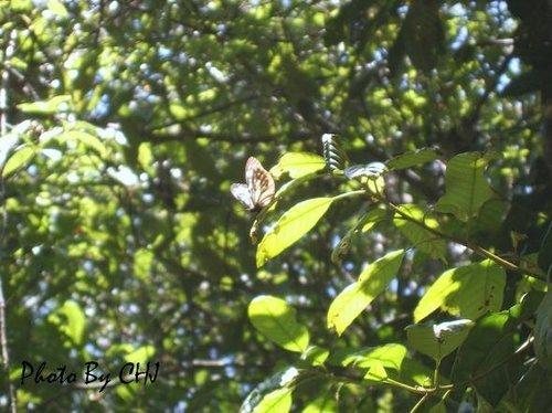 按此在新視窗瀏覽圖片