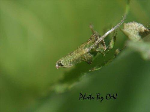 按此在新視窗瀏覽圖片