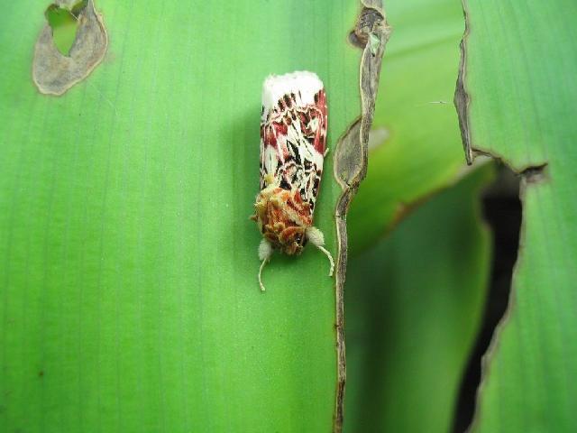 按此在新視窗瀏覽圖片