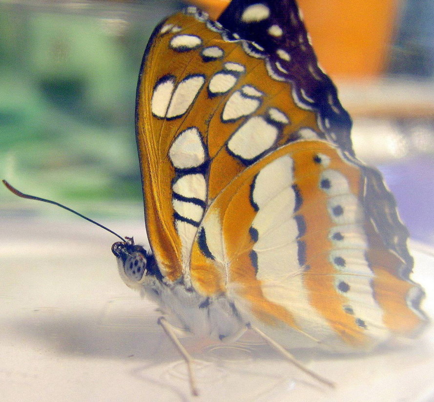 按此在新視窗瀏覽圖片