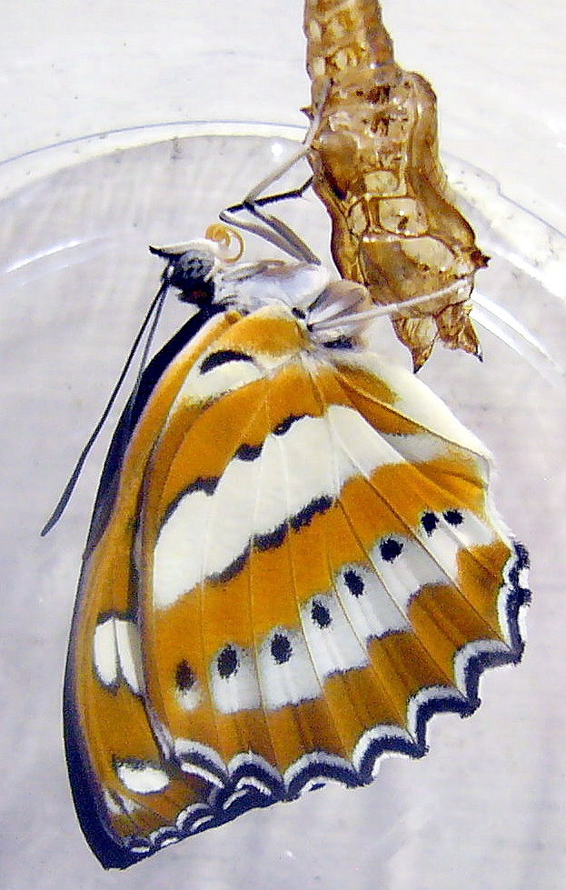 按此在新視窗瀏覽圖片